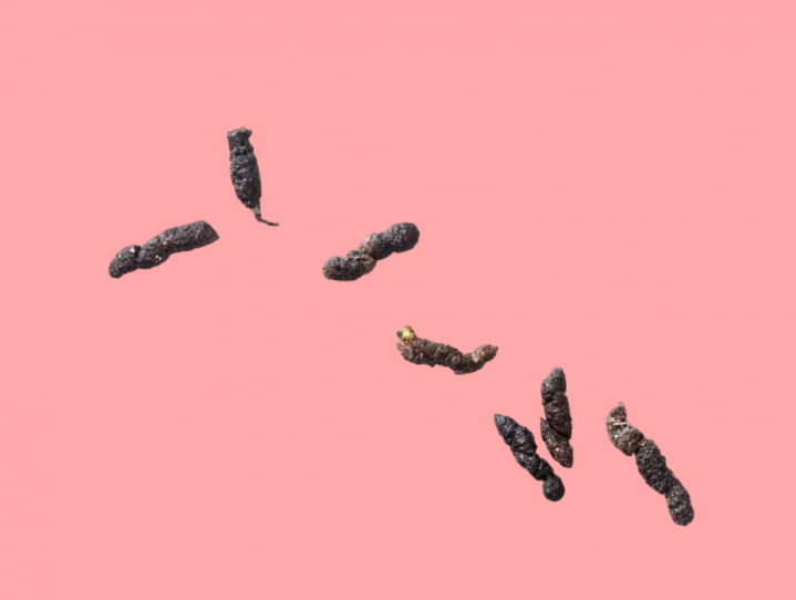 quoi ressemblent les crottes de souris, où les trouver Photoroom