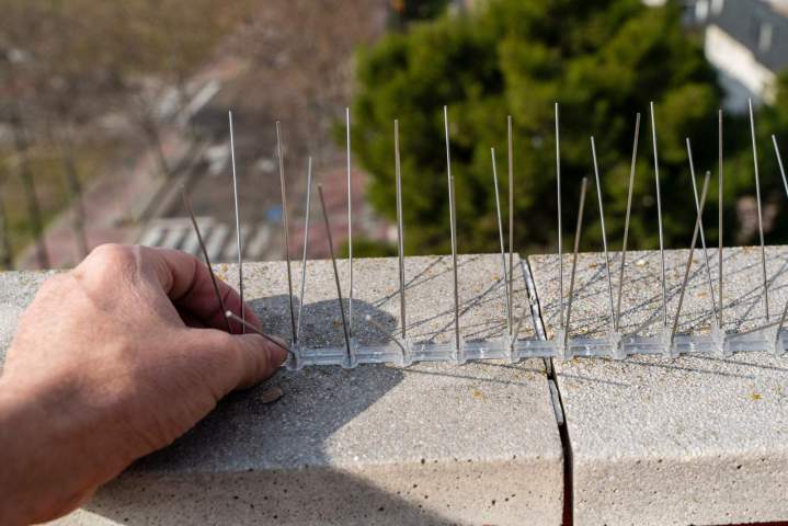 Technique d'éloignement pigeons Île-de-France