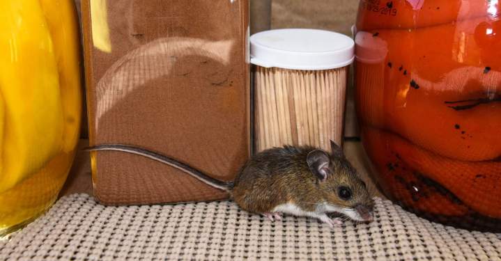 Lutte contre l'infestation des souris Île-de-France