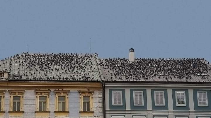 Lutte contre l'invasion de pigeons Île-de-France