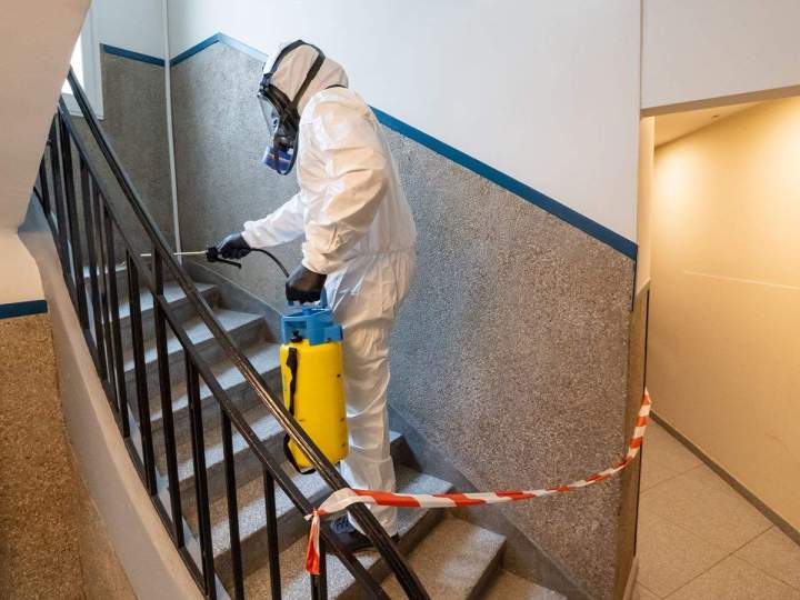 Spécialiste dératisation et désinsectisation en Île-de-France 