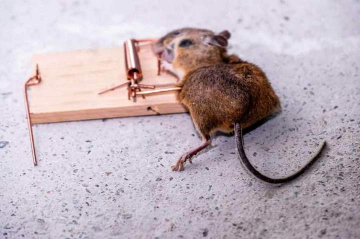 Solution contre les rats Île-de-France