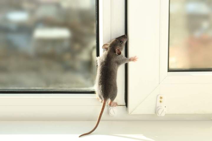 Traitement contre l'infestation des souris Île-de-France