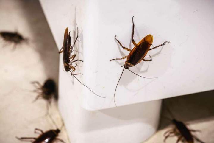Traitement bébés cafards Île-de-France