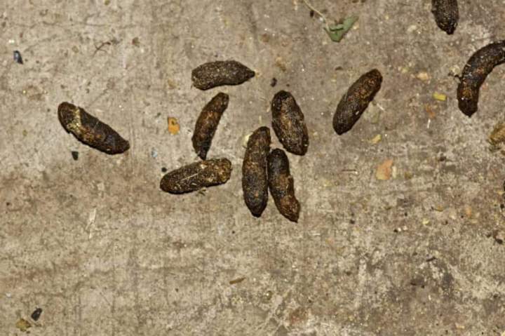 Solution crottes de rats Île-de-France