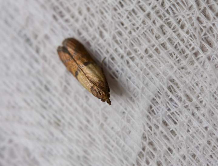 Élimination mites Île-de-France