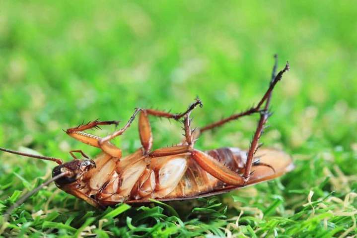 Lutte contre infestation cafards Île-de-France