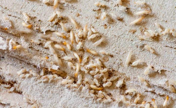Entreprise traitement termites Île-de-France