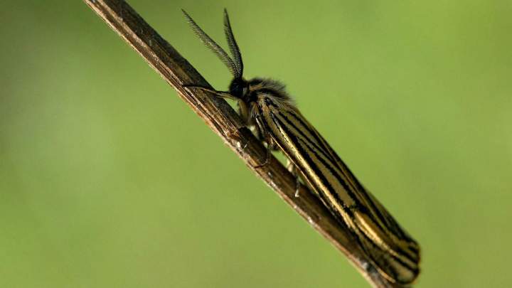 Traitement mites Île-de-France