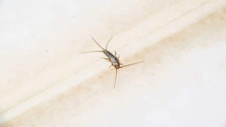 Traitement poissons d'argent Île-de-France