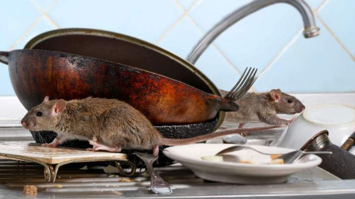 Lutte contre l'infestation des rats Île-de-France