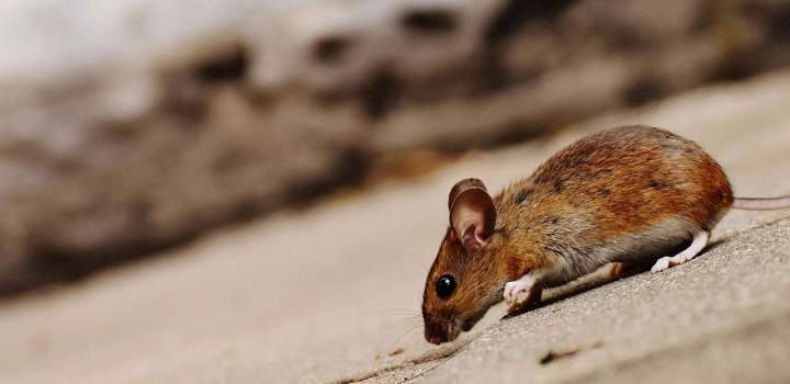 Se débarrasser des souris dans les murs guide pratique