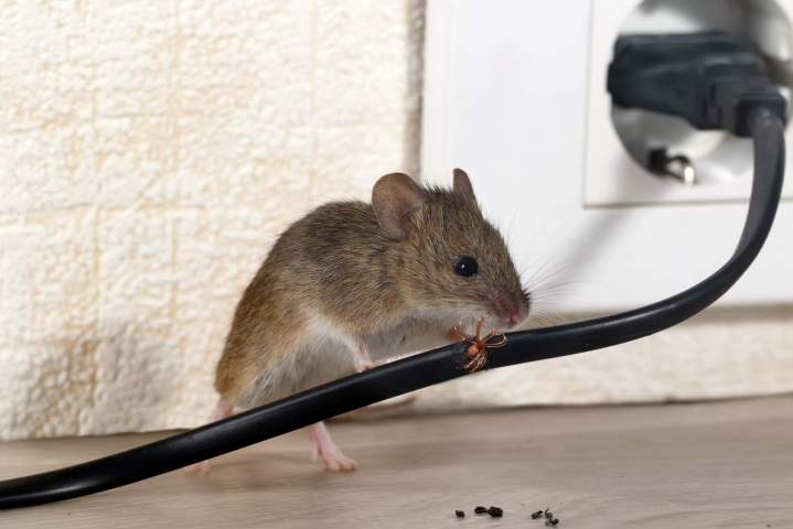 Lutte contre l'infestation des souris Île-de-France