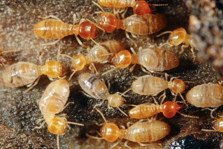 Traitement contre les termites Île-de-France