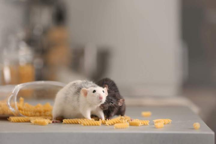 Lutte contre les souris Île-de-France