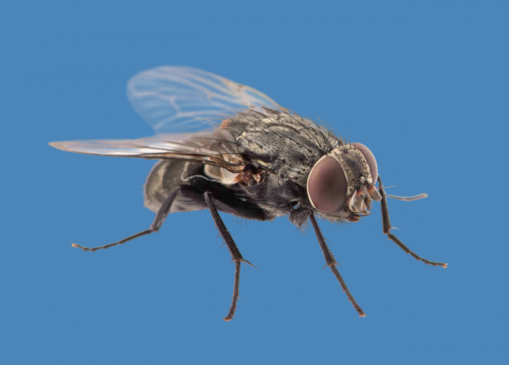 Lutte contre les mouches Île-de-France 