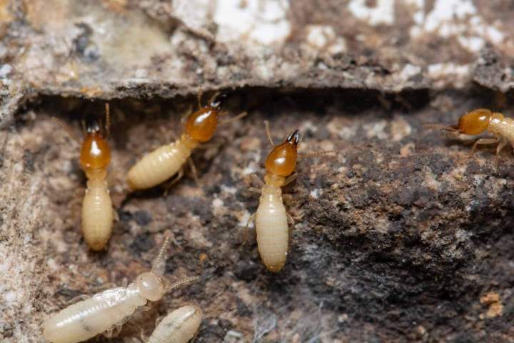 Lutte contre les termites dans bois Île-de-France 